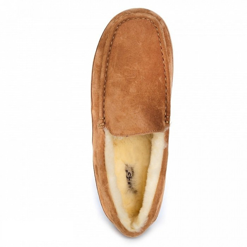 Мужские мокасины UGG Mens Ascot Chestnut